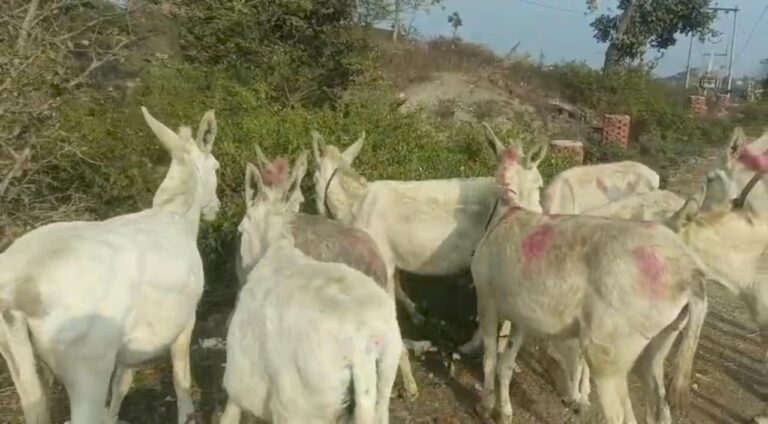 सागवाड़ा पुलिस की बड़ी कार्रवाई, ‘गधा चोर गिरोह’ का पर्दाफाश; गुजरात के दो आरोपी गिरफ्तार